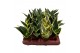 Sansevieria trifasciata hahnii mix 4 soorten 