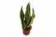 Sansevieria trifasciata futura superba 