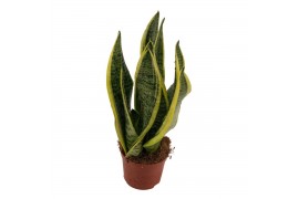 Sansevieria trifasciata futura superba