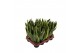 Sansevieria trifasciata futura superba 
