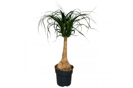 Beaucarnea recurvata Rechte Stam