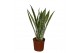 Sansevieria trifasciata Silver Princess 