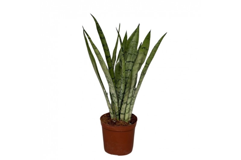 Sansevieria trifasciata Silver Princess Sansevieria trifasciata Silver Princess