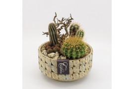 Arrangementen cactus CTCR-2519 Cactus Essentials 3 pp