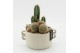 Arrangementen cactus CTCR-2544 Cactus Essentials 2 pp 