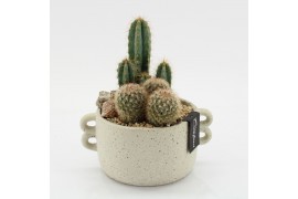Arrangementen cactus CTCR-2544 Cactus Essentials 2 pp