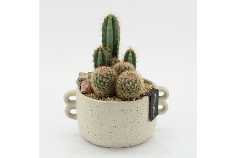 Arrangementen cactus CTCR-2544 Cactus Essentials 2 pp Arrangementen cactus CTCR-2544 Cactus Essentials 2 pp