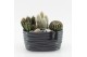 Arrangementen cactus CTCR-2543 Cactus Essentials 3 pp 