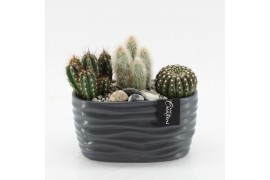 Arrangementen cactus CTCR-2543 Cactus Essentials 3 pp