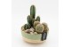 Arrangementen cactus CTCR-2547 Cactus Essentials 3 pp 