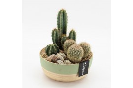 Arrangementen cactus CTCR-2547 Cactus Essentials 3 pp