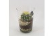 Arrangementen cactus CTCR-2531 Cactus Essentials 1 pp 