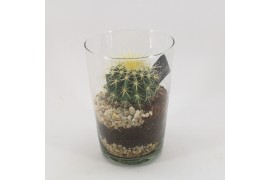 Arrangementen cactus CTCR-2531 Cactus Essentials 1 pp
