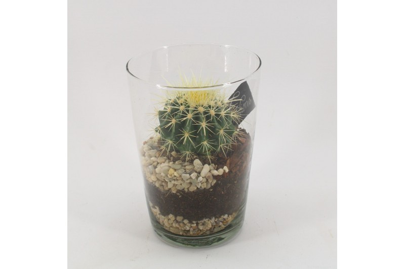 Arrangementen cactus CTCR-2531 Cactus Essentials 1 pp Arrangementen cactus CTCR-2531 Cactus Essentials 1 pp