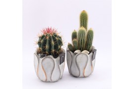 Arrangementen cactus CTCR-2521 Cactus Essentials 1 pp
