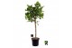 Ficus benghalensis audrey bol op stam 