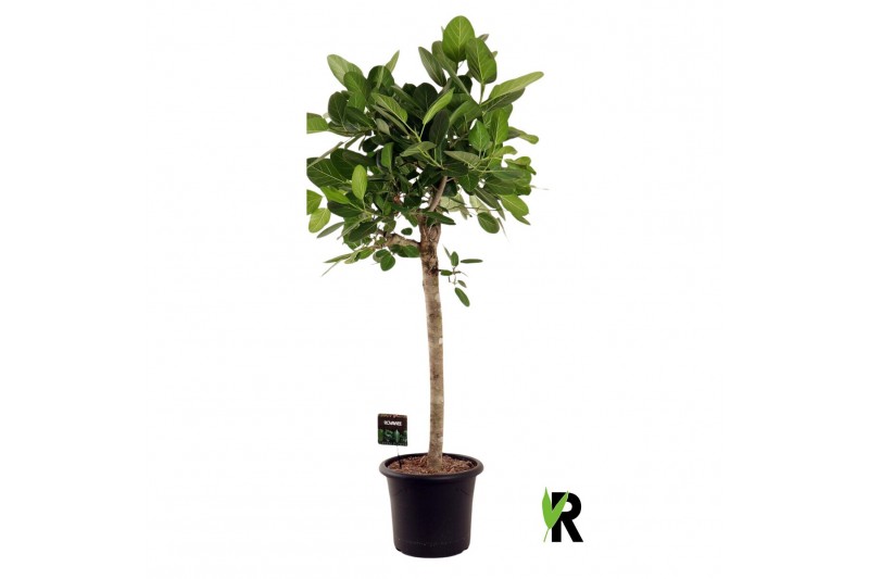 Ficus benghalensis audrey bol op stam 