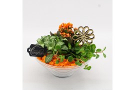 Arrangementen kamerplanten BACR-2501OR Basic fundamentals 3 pp