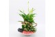 Arrangementen kamerplanten BARM-2502RZ Basic Romantic 3 pp 