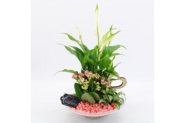 Arrangementen kamerplanten BARM-2502RZ Basic Romantic 3 pp