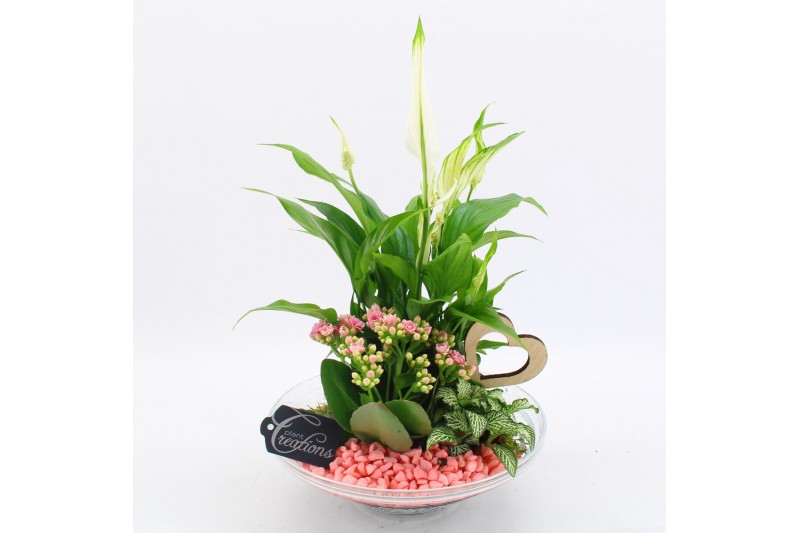Arrangementen kamerplanten BARM-2502RZ Basic Romantic 3 pp Arrangementen kamerplanten BARM-2502RZ Basic Romantic 3 pp