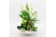 Arrangementen kamerplanten BARM-2502W Basic Romantic 3 pp 