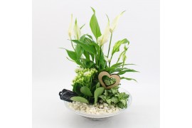 Arrangementen kamerplanten BARM-2502W Basic Romantic 3 pp