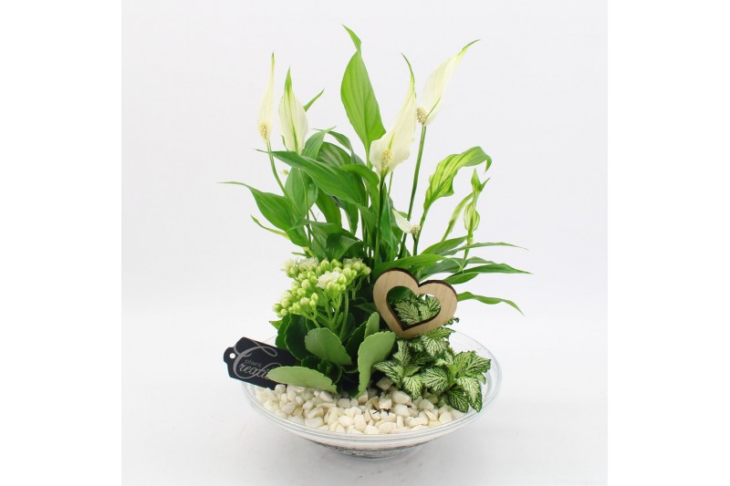 Arrangementen kamerplanten BARM-2502W Basic Romantic 3 pp Arrangementen kamerplanten BARM-2502W Basic Romantic 3 pp