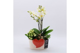 Phalaenopsis PHALRM-2504W Romantic Phalaenopsis 3 pp