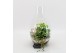 Arrangementen kamerplanten BARM-2506W Basic Romantic terrarium 3 pp 