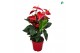Anthurium andr. dakota Anthurium Red Big Flowers Dakota 8 bl. 