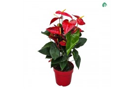 Anthurium andr. dakota Anthurium Red Big Flowers Dakota 8 bl.