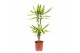 Dracaena fragr. golden king 45-20 toef 