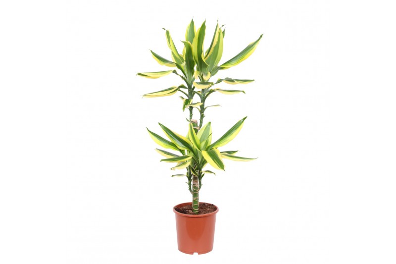 Dracaena fragr. golden king 45-20 toef 