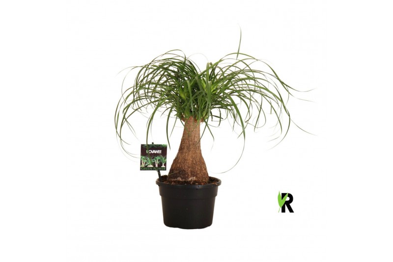 Beaucarnea recurvata rechte stam 