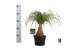 Beaucarnea recurvata rechte stam 