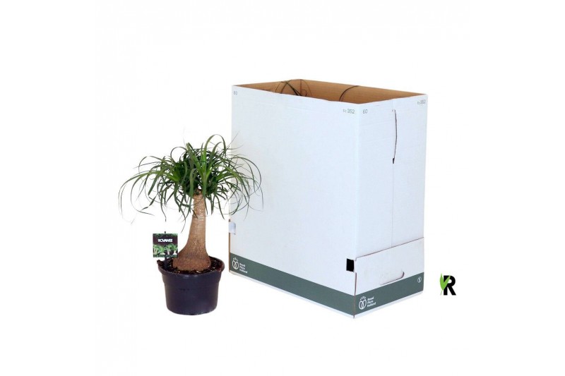 Beaucarnea recurvata rechte stam 