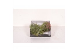 Tillandsia magic ball xxl 0838
