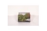 Tillandsia magic ball xxl 0838
