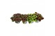 Plectranthus coleus mix minimaal 4 soorten mix 