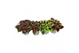 Plectranthus coleus mix minimaal 4 soorten mix