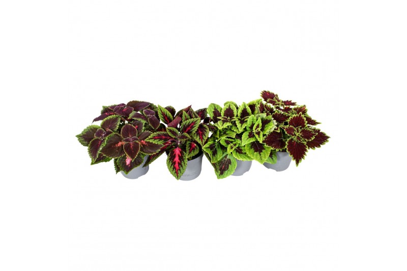 Plectranthus coleus mix minimaal 4 soorten mix Plectranthus coleus mix minimaal 4 soorten mix
