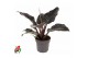 Philodendron imperial red 