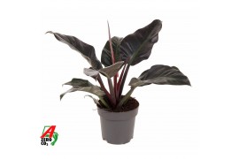 Philodendron imperial red