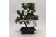 Bonsai overig Bonsai 