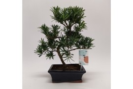 Bonsai overig Bonsai