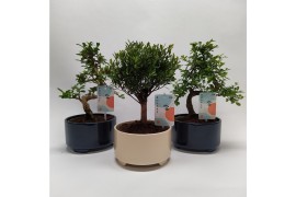 Bonsai mix Bonsaimix Modern Royal 15 cm