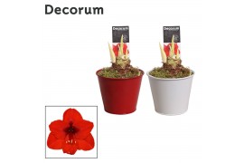 Hippeastrum rood 2 knop decorum in ompot zara LOVE