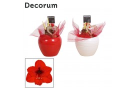 Hippeastrum rood 2 knop decorum in ompot melanie LOVE