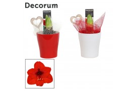 Hippeastrum rood 2 knop decorum in ompot amy LOVE